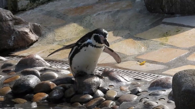 Pinguine Cuxhaven