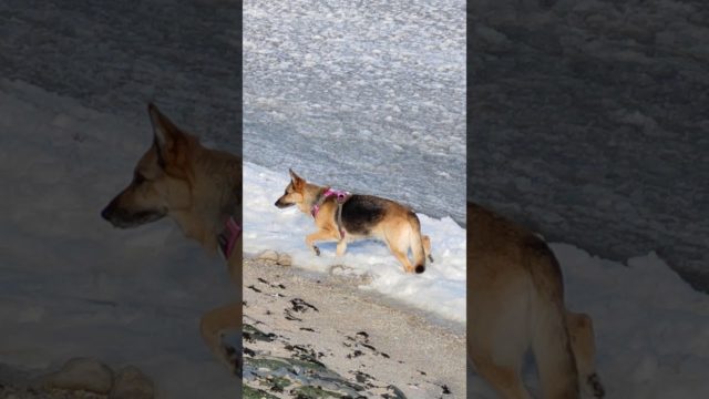 Hundebedarf Duhnen