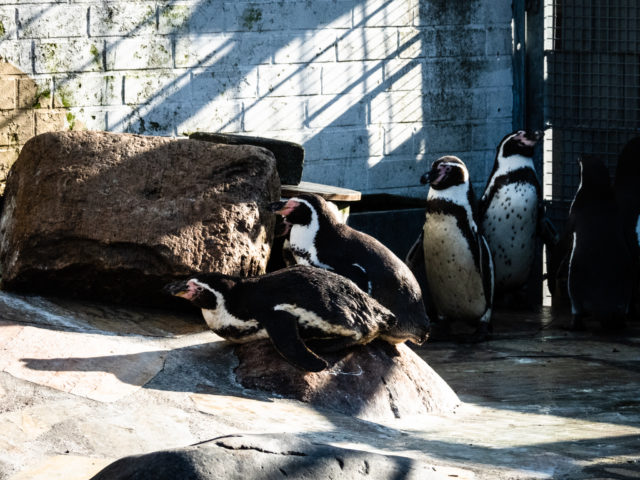 Die Pinguine in Cuxhaven können wieder besucht werden